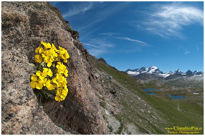 Claudio Pia - Alpine flower on Gran Pal