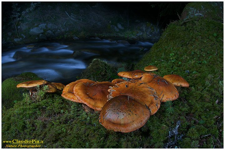 Claudio Pia - Night mushrooms