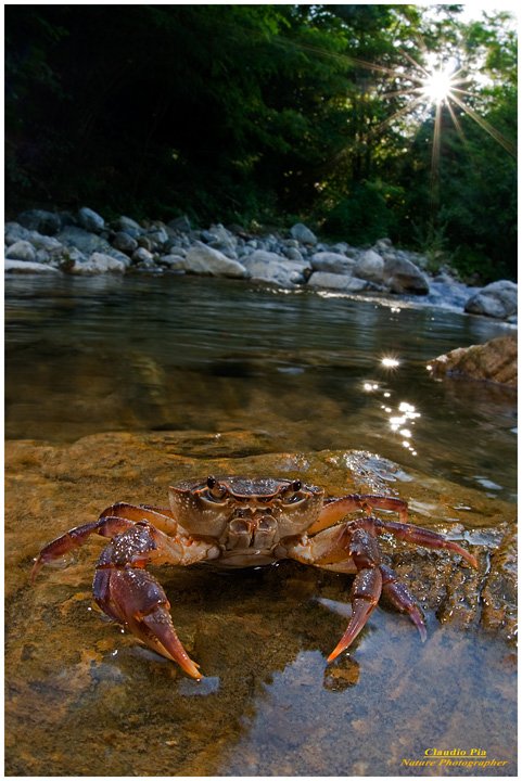 Claudio Pia - Freshwater crab