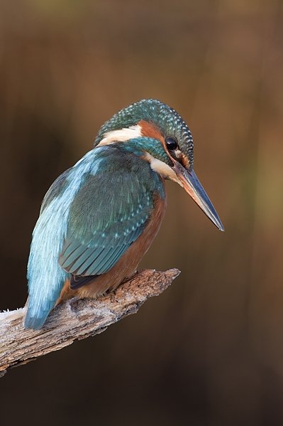 Walter - Kingfisher with frost