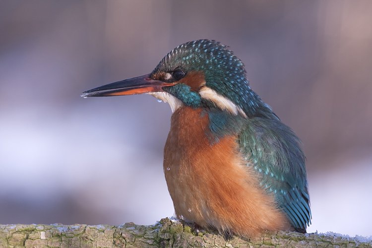 Walter - Kingfisher with low temp.
