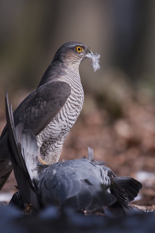 Walter - Sparrowhawk with pigeon