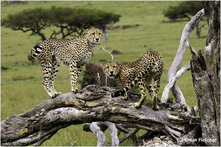 Simon Fletcher - Cheetahs on Tree