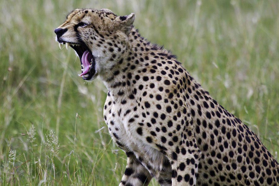 Simon Fletcher - Yawning Cheetah