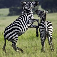 Simon Fletcher - Zebra Fight