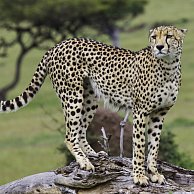 Simon Fletcher - Cheetah on Tree