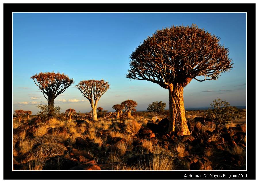 Herman De Meyer - Quiver tree Namibia