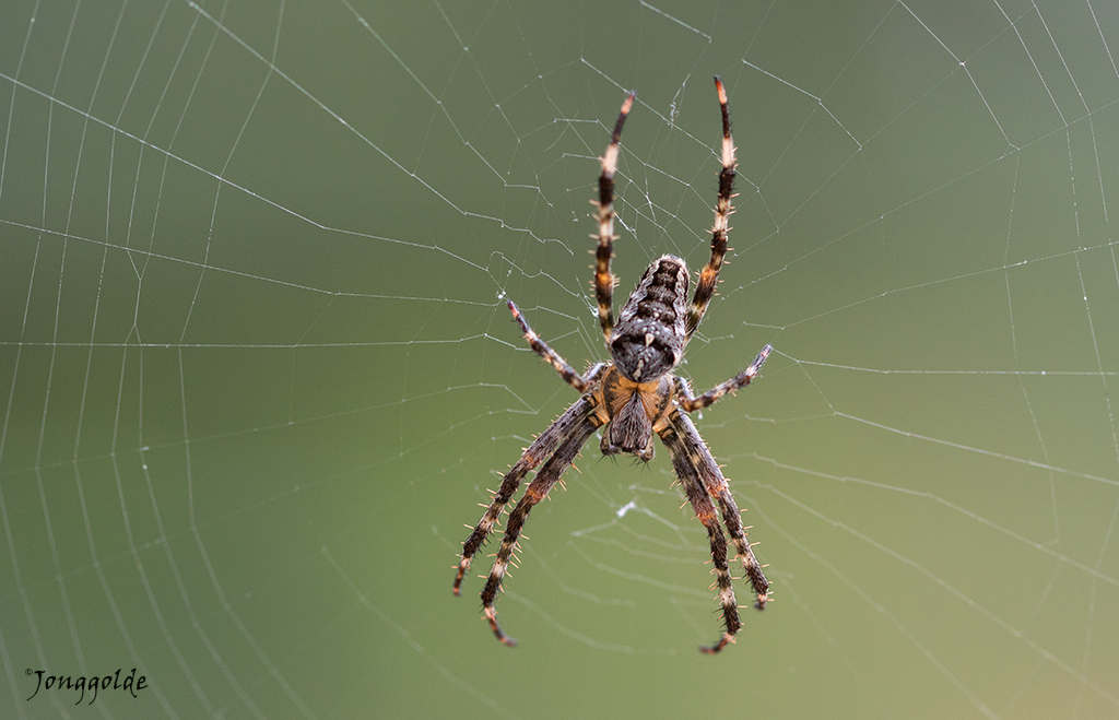 jonggolde - Spider