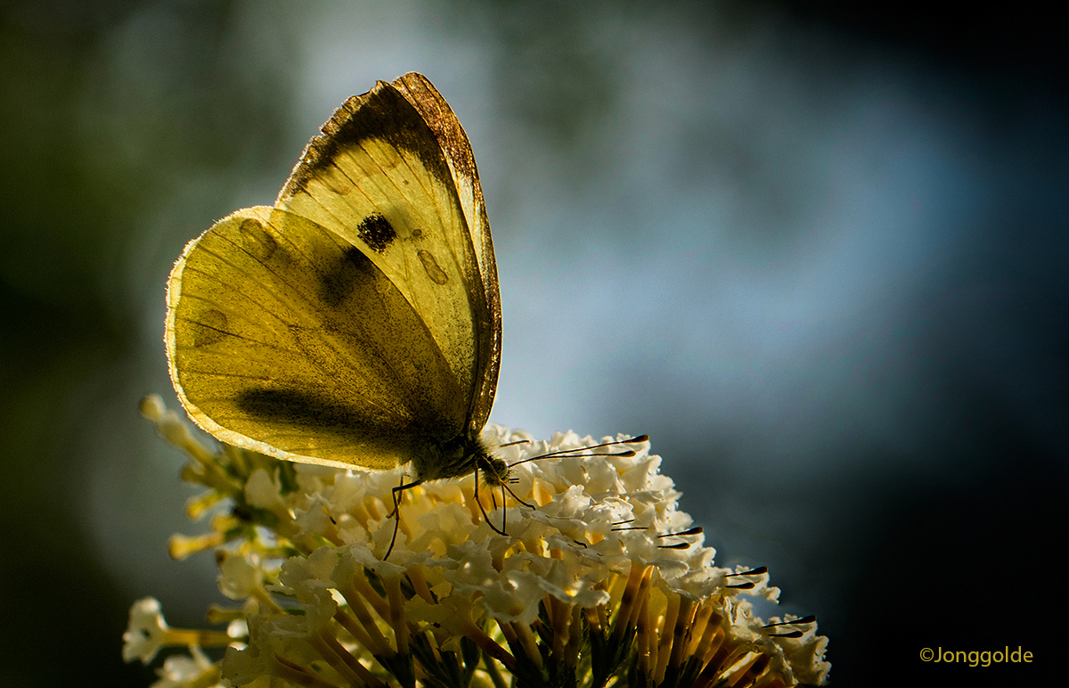 jonggolde - White butterfly in backlight...