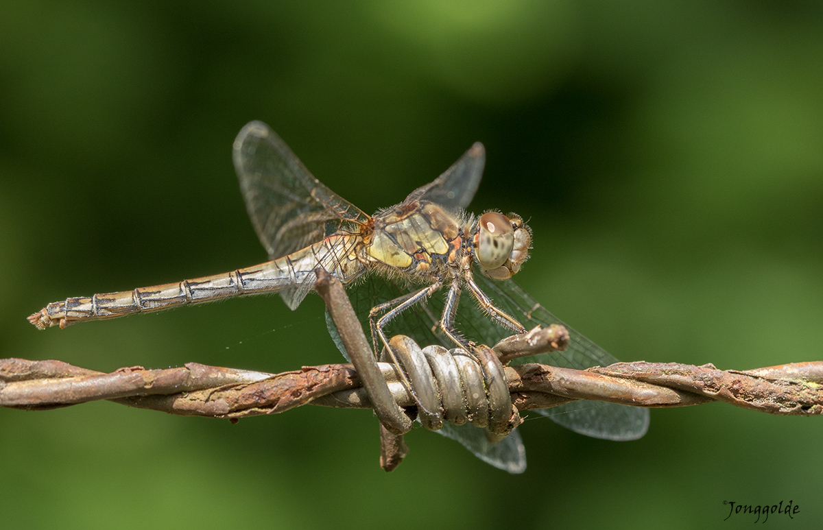 jonggolde - Dragonfly on barbed wire II