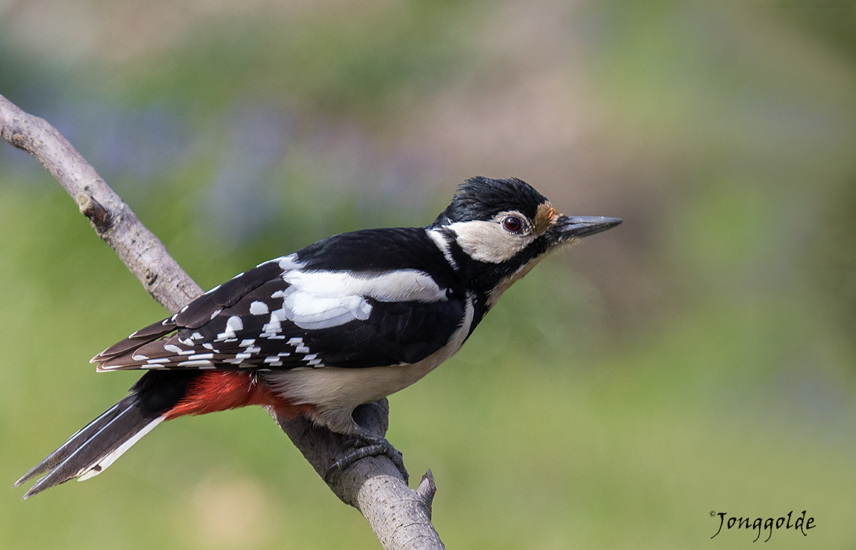 jonggolde - Woodpecker