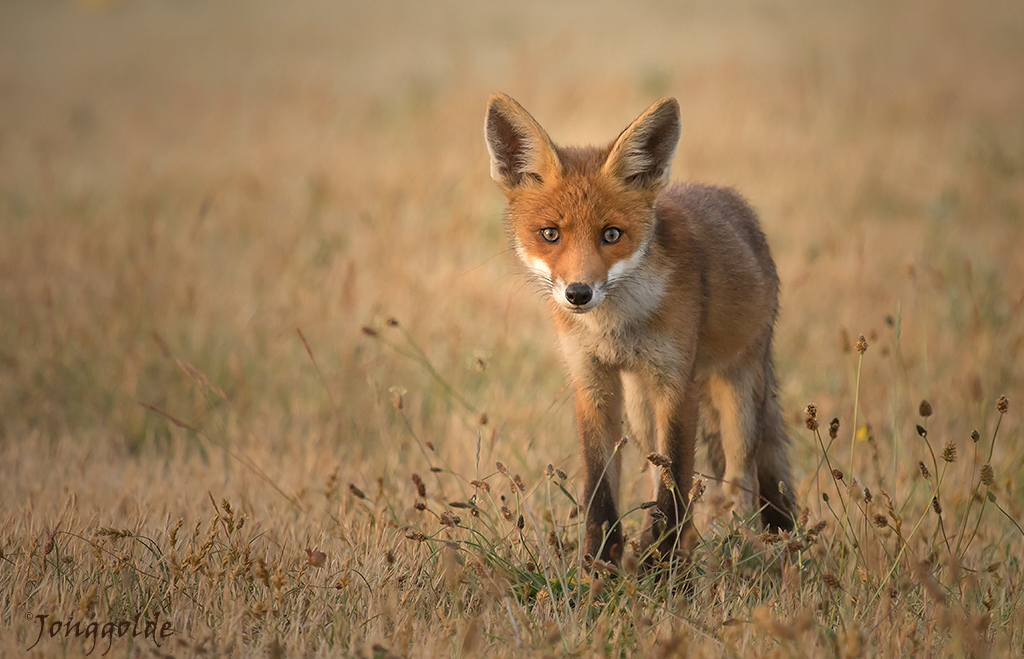 jonggolde - Another young fox