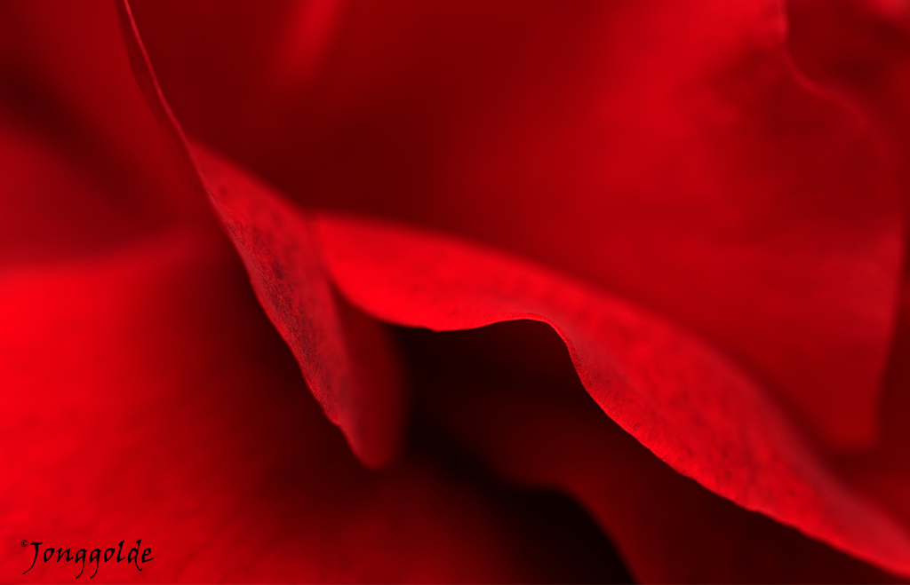 jonggolde - Close red rose