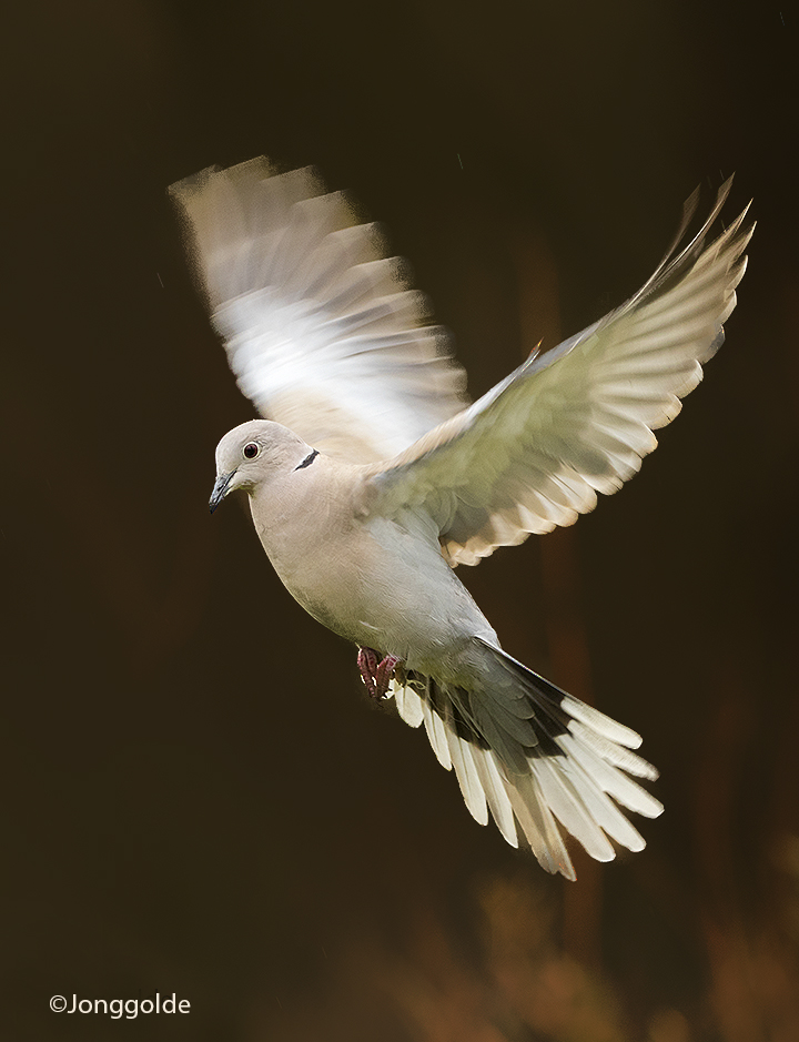 jonggolde - Flying dove