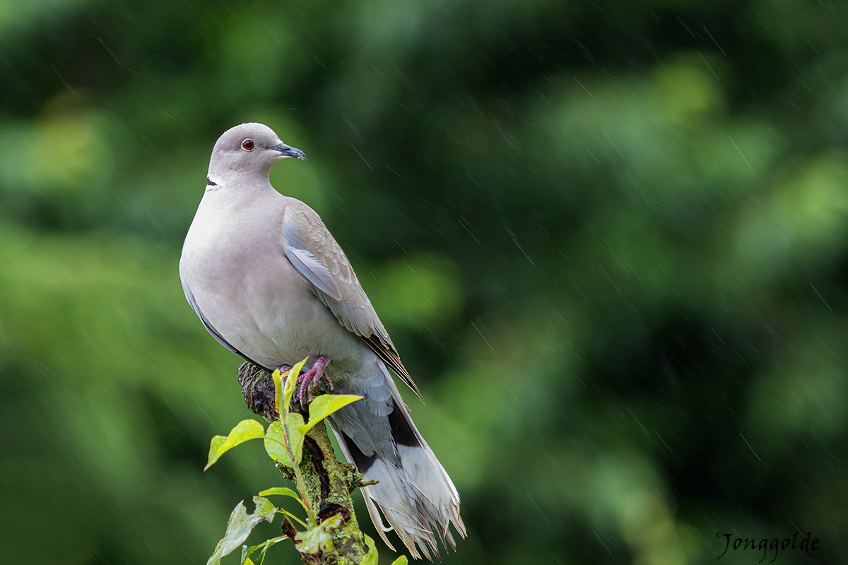 jonggolde - Pigeon in the rain