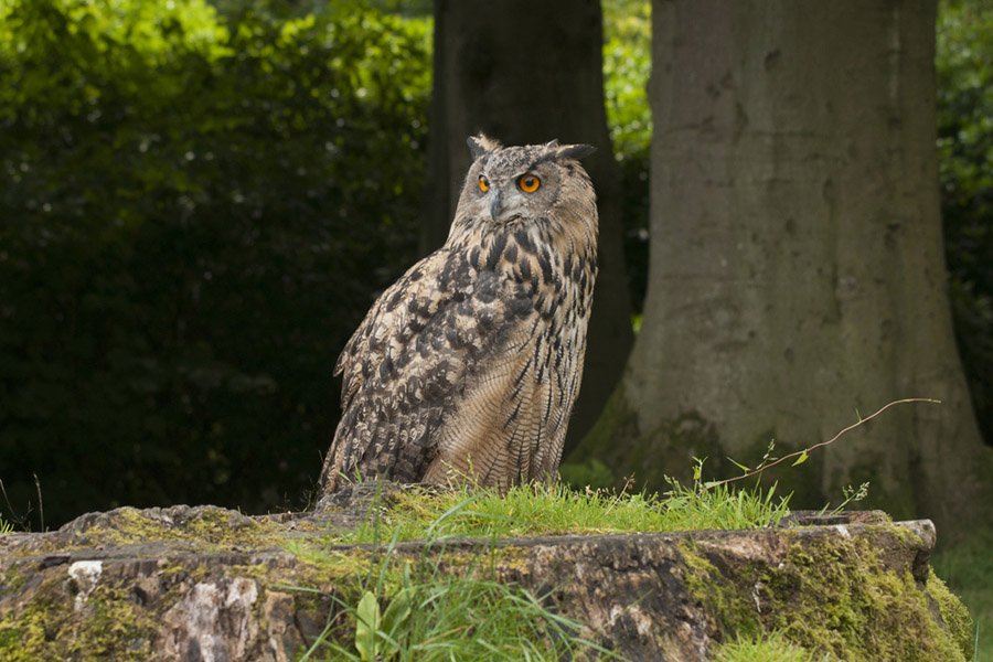 Nico Beun - Eagle Owl