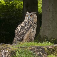 Nico Beun - Eagle Owl