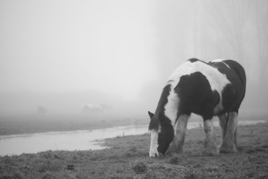 Dave Kennard - Horse on foggy afternoon
