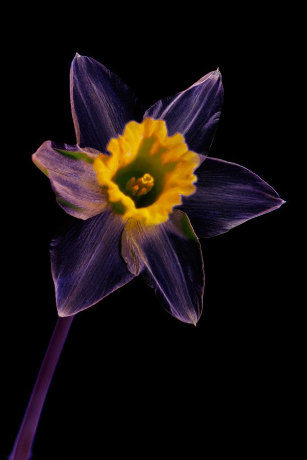 Dave Kennard - Daffodil (multispectral)