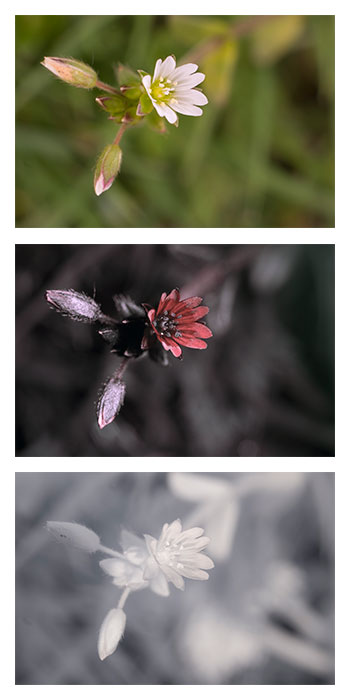 Dave Kennard - Cerastium fontanum (Common mouse-ear chickweed) Vis UV IR co