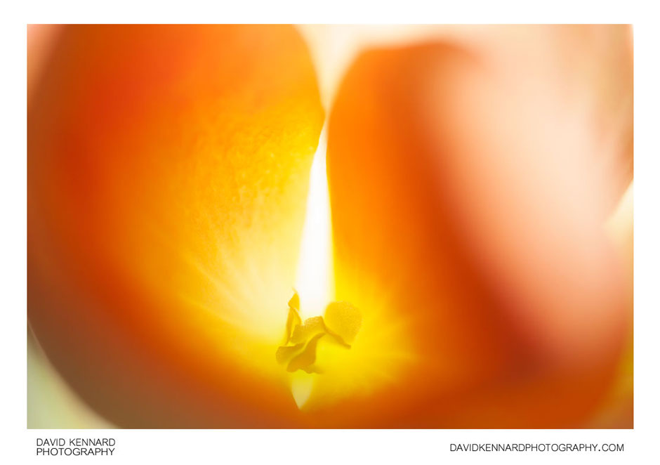Dave Kennard - Begonia flower abstract
