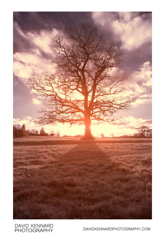 Dave Kennard - Winter tree in infrared