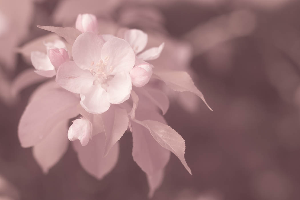 Dave Kennard - Crabapple blossom Vis + IR