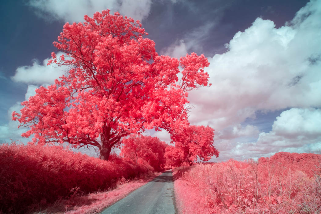 Dave Kennard - [EIR / Aerochrome] Tree, Hedges, Road, and Sky