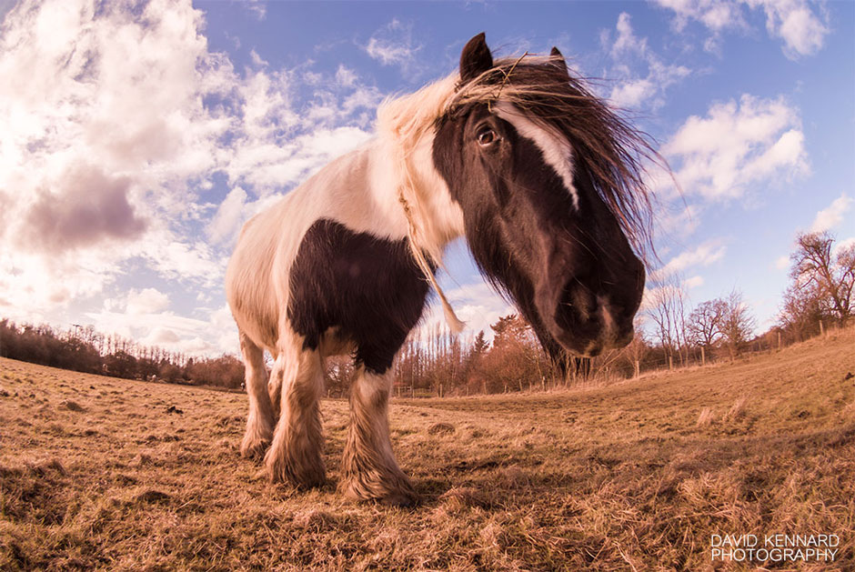 Dave Kennard - Gypsy-cob horse in field full spectrum fisheye photograph
