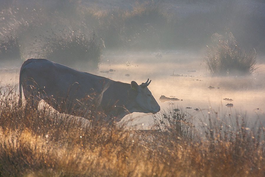 Ruud Peters - early morning cow