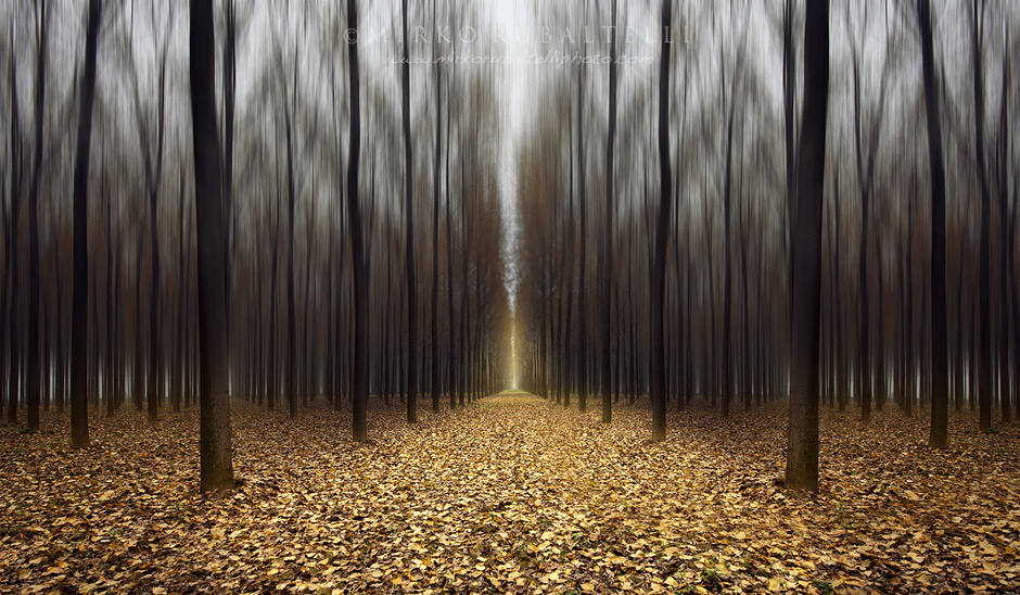 Mirko Rubaltelli - Autumn in the forest