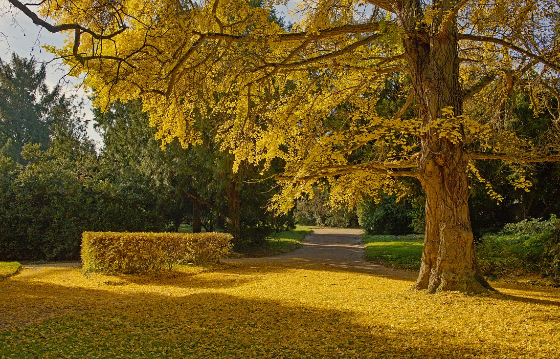 Uhler - Jinan dvoulaločný (Ginkgo biloba)