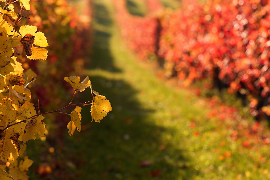 Uhler - Podzimní vinice