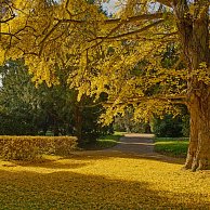 Uhler - Jinan dvoulaločný (Ginkgo biloba)