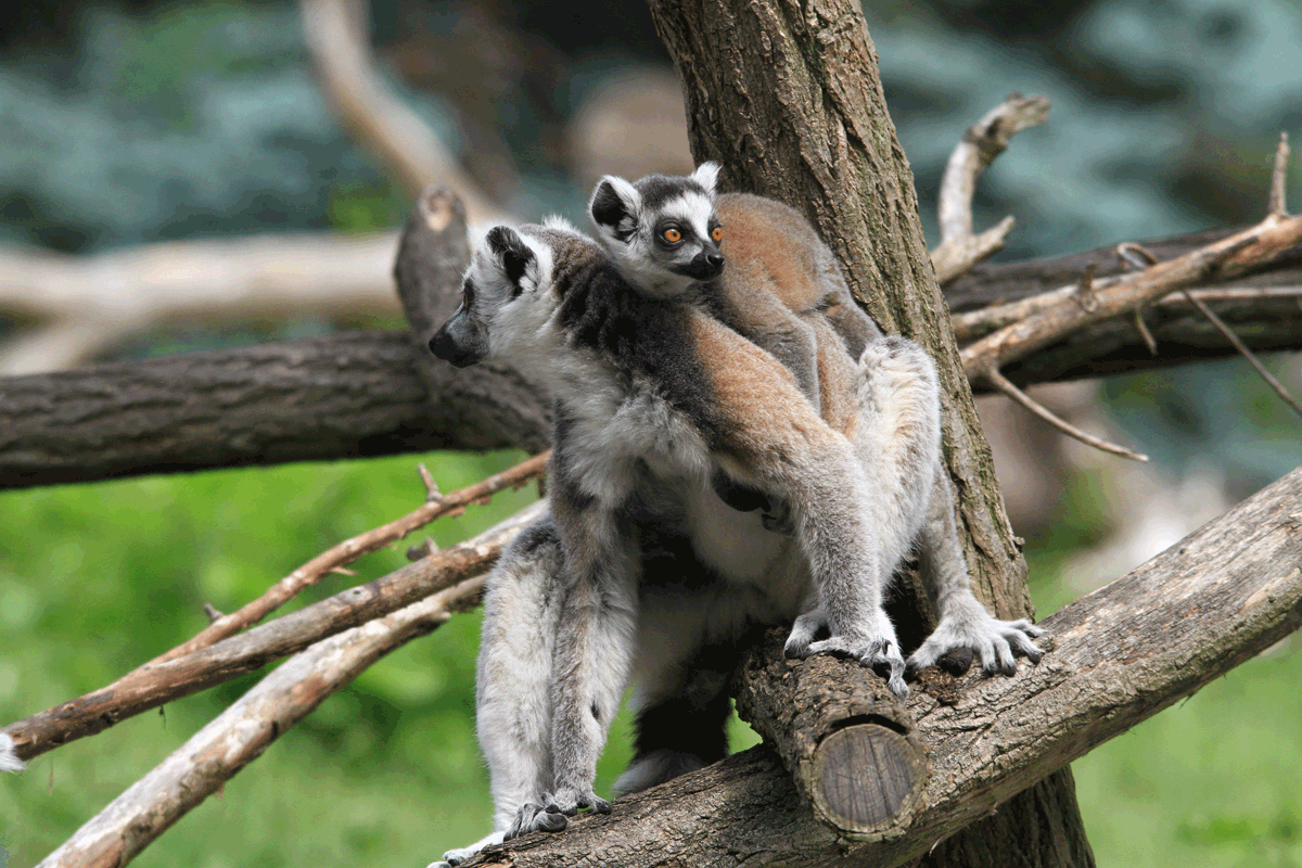 Arci - Lemuři v zoo Usti n Labem