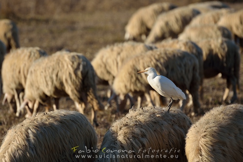 Fabio Corona - In Sardegna becomes sheep egret