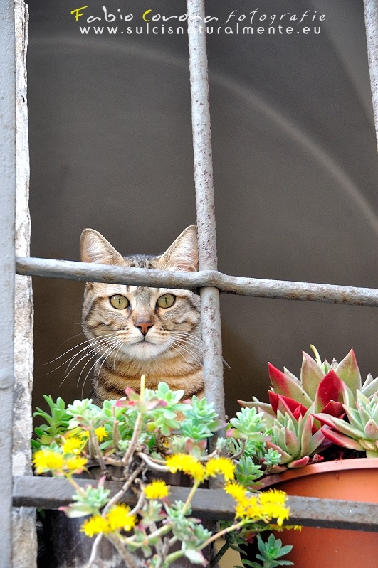 Fabio Corona - Salter cat