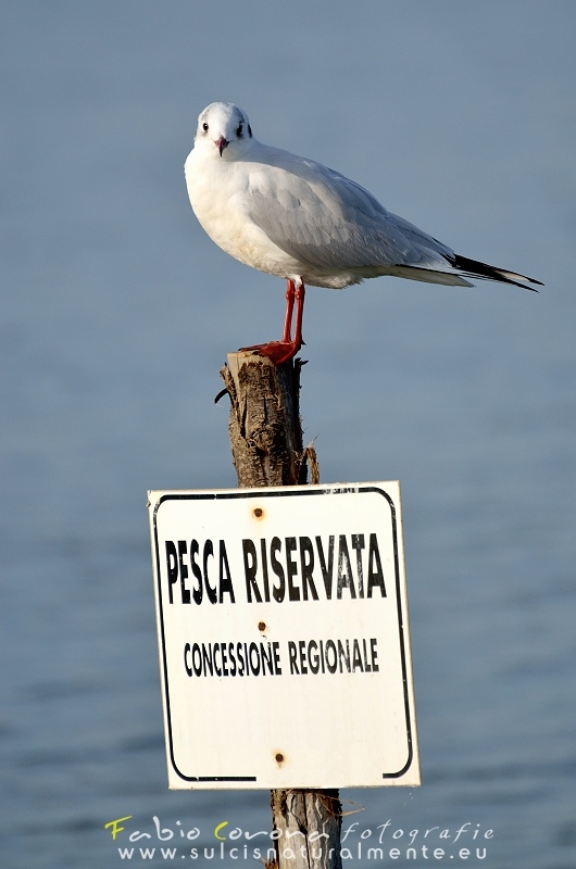Fabio Corona - Fishing reserved