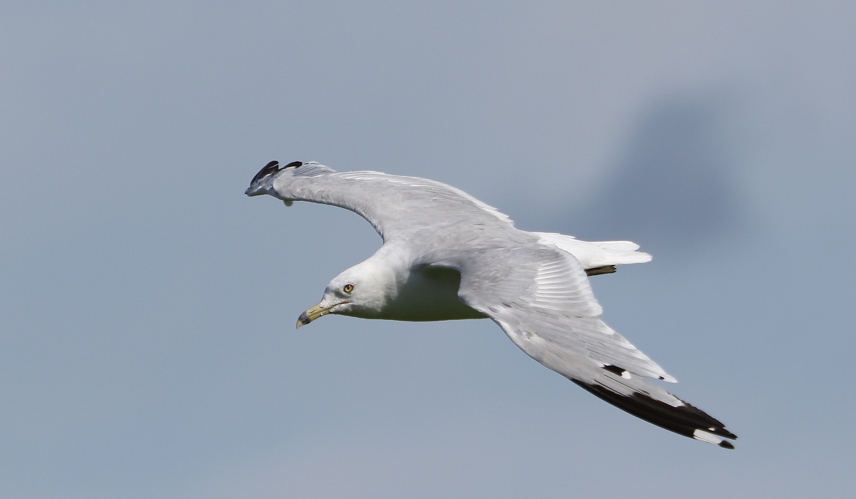 6-Jet - Seagull flies,,,