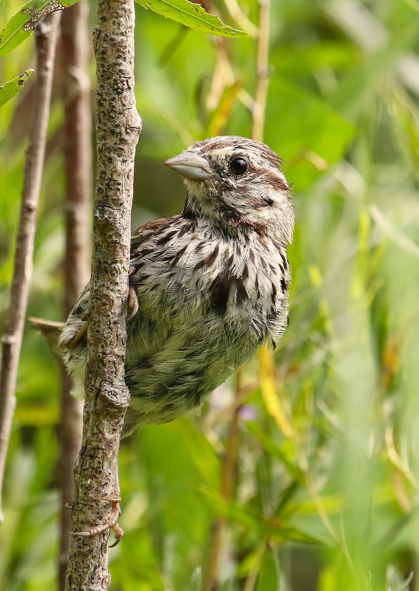 6-Jet - Song Sparrow,,,