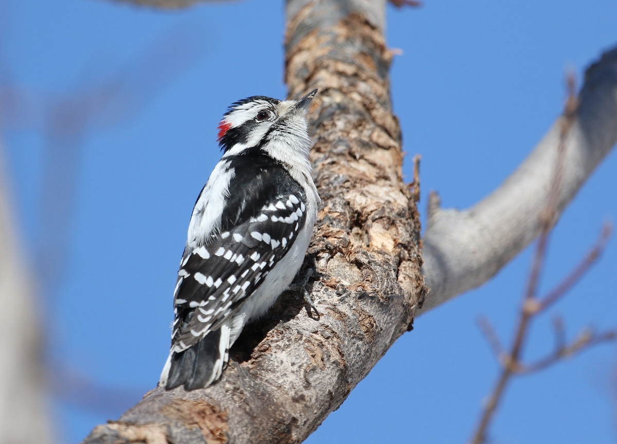 6-Jet - woodpecker,,,