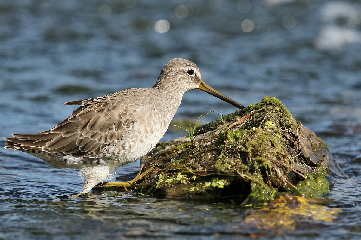 6-Jet - Long-billed Dowitcher,,,