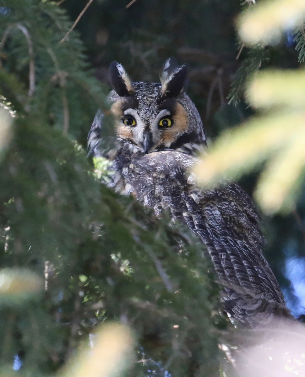 6-Jet - Long-eared owl,,,