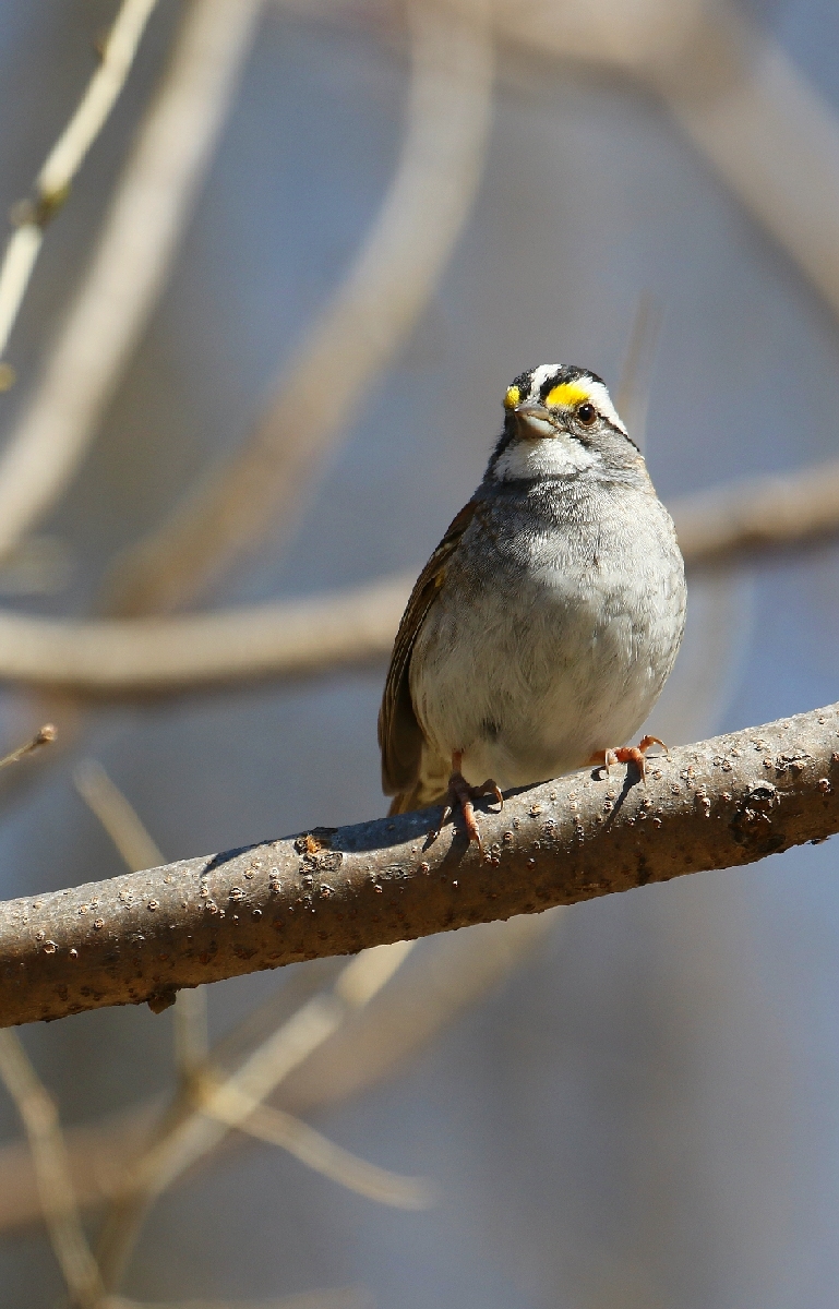 6-Jet - White-throated Sparrow,,,