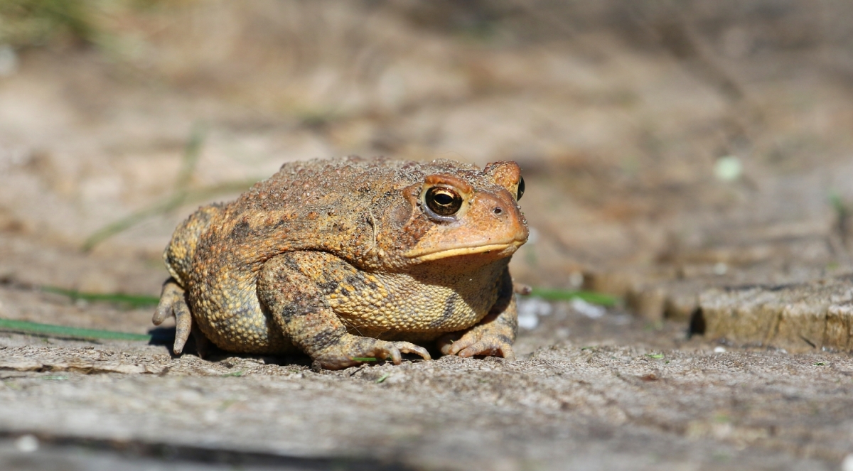 6-Jet - Toad,,,