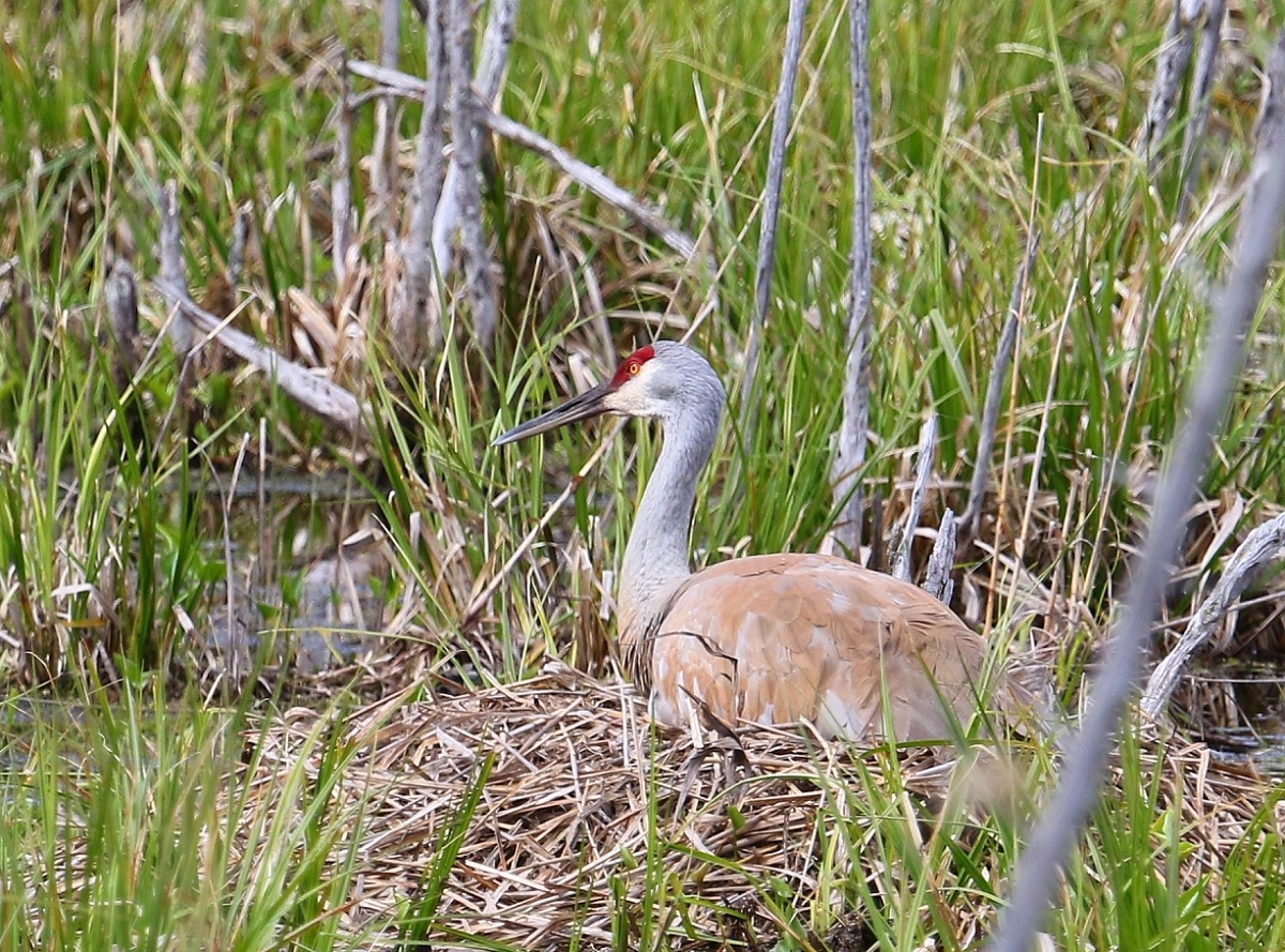 6-Jet - Sandhill Crane on the nest,,,