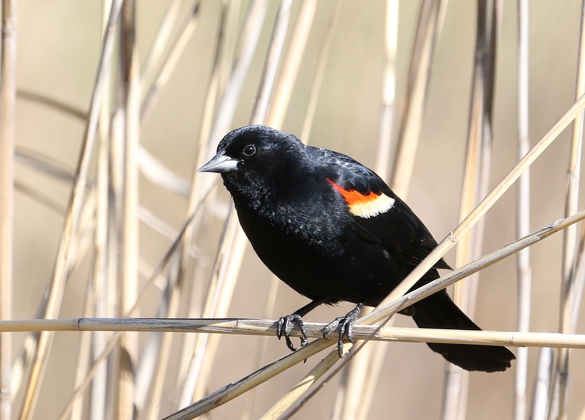 6-Jet - Red-winged blackbird