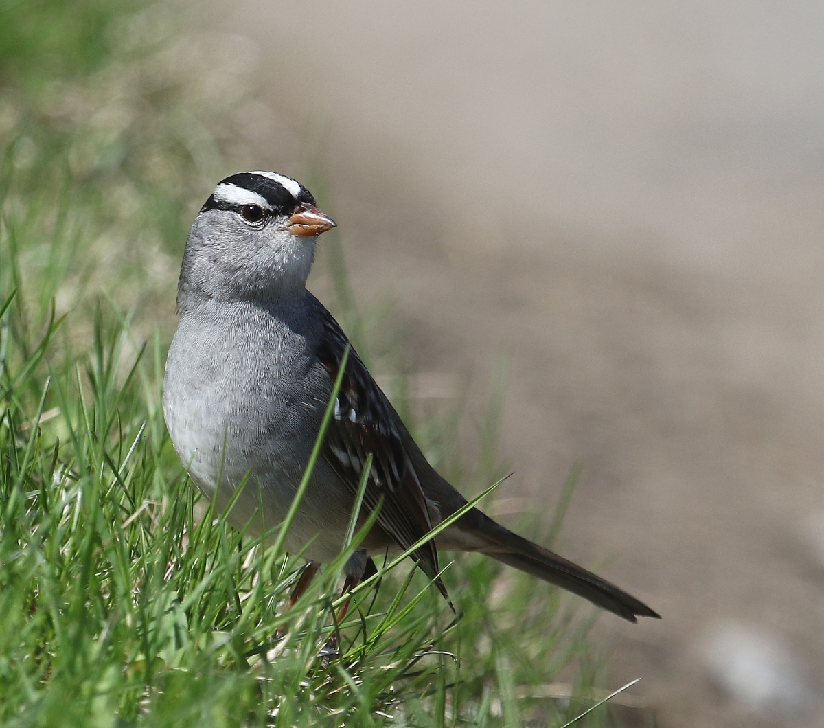 6-Jet - White-crowned Sparrow