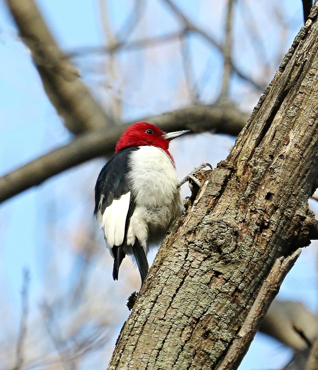 6-Jet - red-headed woodpecker,,,