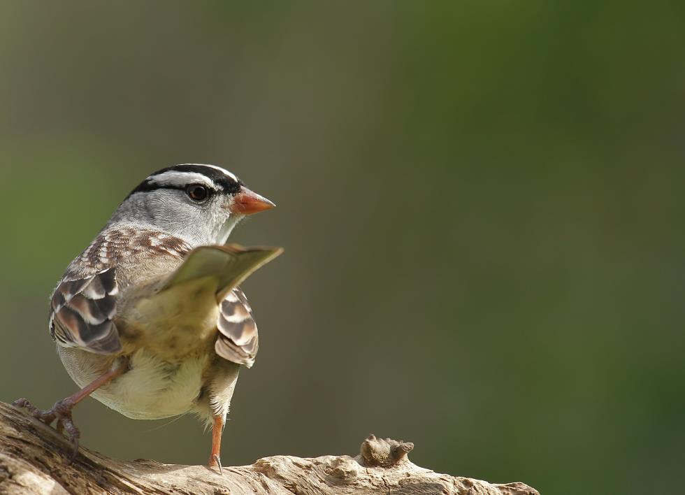 6-Jet - White-crowned Sparrow,,,
